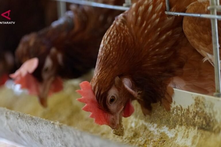Harga Pakan Ayam Bikin Peternak Menjerit, Pemerintah Pertimbangkan Subsidi